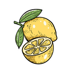 Hand drawn lemon fruit colorful engraving style vector art illustration.