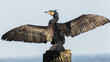 black cormorant, phalacrocorax carbo, drying feathers