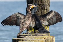 Pair Of Cormorants Drying Feathers On The Breakwater, Resting