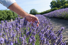 Blooming Lavender. Farmers Hand Touching Tops Of Purple Bushes In Blossom. Aromatic Plants Farm Landscape In Sunny Day. Blue Sky Background.