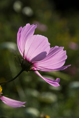 Wall Mural - Cosmos bipinnatus cv.