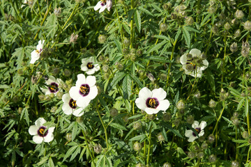 Wall Mural - Hibiscus cannabinus or Kenaf