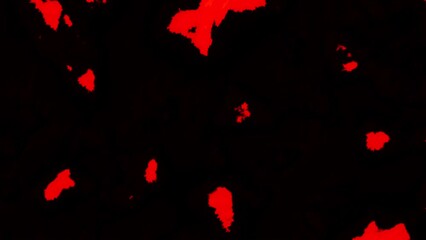 Wall Mural - Black background with red and blue spots appearing. Motion. Neon spots in abstraction that slowly appear on a dark background.