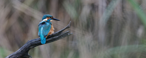 Wall Mural - martin-pêcheur d'europe - alcedo atthis - alcedinidae, 