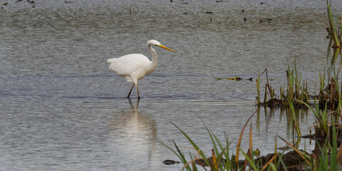 Wall Mural - grande aigrette - ardea alba - ardeidae.