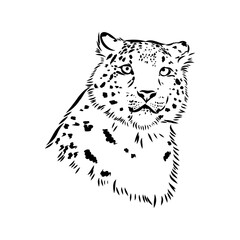 Wall Mural - Snow leopard , hand drawn doodle, sketch in pop art style, vector illustration