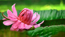 The Flower Of Victoria Amazonia (Anathama)- A Picture That Can Be Used In New Year Posters And Calendar Making. 