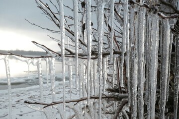 Poster - Beautiful natural phenomenon - ice covered branches and long icicles on woods on the coast at the Vistula mouth to the Baltic, Sobieszewska Island, Poland