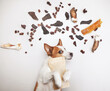 the dog holds a bag of treats in its paws. jack russell terrier on a light background. Natural Pet Nutrition. Raw feeding