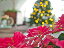 Twinkling Christmas Tree Lights With Flowers And A Bright Window For Background