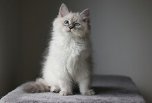 Little Fluffy Neva Masquerade Kitten With Blue Eyes