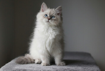 Little fluffy neva masquerade kitten with blue eyes