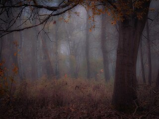 Wall Mural - Dreamy forest in thick fog in brown tones. Colorful autumn landscape. Magical woods with fallen leaves.