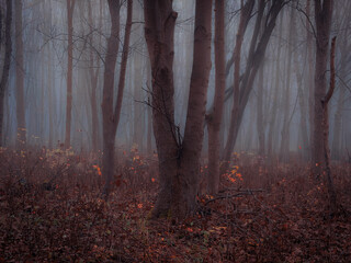 Wall Mural - Dreamy forest in thick fog in brown tones. Colorful autumn landscape. Magical woods with fallen leaves.