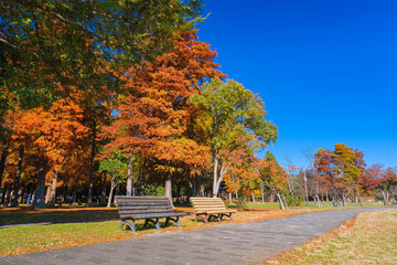 Canvas Print - 東京都葛飾区 秋の水元公園