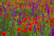 A summer field of blooming red poppies and purple wildflowers in fresh green grass