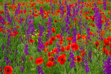 A Summer Field Of Blooming Red Poppies And Purple Wildflowers In Fresh Green Grass