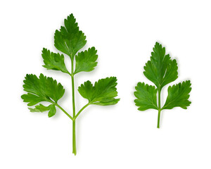 Wall Mural - Parsley leaf on white background.