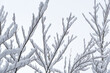 Snowy branches on an overcast backdrop