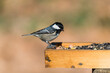 Coal tit on a bird feeder with seeds and nuts
