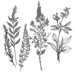 Beautiful herbal compositions, bouquet. Botanical illustration. (Generative AI)