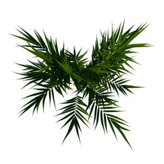  Top view of Plant (Flowerpot with Areca Palm 1) Tree png