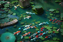 Pond Surrounded By Koi Carp