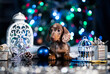 Puppy merle dachshund; New Year's puppy; Christmas dog; christmas dachshunds