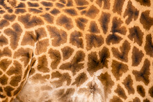 Skin Of Wild Masai Giraffe