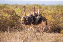 Common Ostriches Walking In Savanna