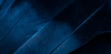 Blue Feather Pigeon Macro Photo. Texture Or Background
