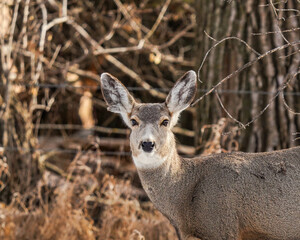 Wall Mural - white tail deer up close