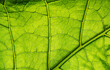 © Tamas - Green leaf vein close up