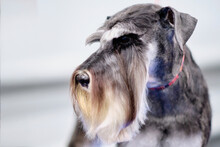 Miniature Schnauzer Portrait Close-up With A Properly Shorn Head According To The Breed Standard
