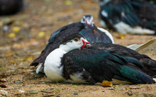 Three Domestic Muscovy Ducks Are Sitting.Red Face Muscovy Ducks.White, Black And Red Muscovy Duck In Nandavan Zoo Of Raipur, Chhattisgarh