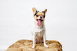 © Ihar - Cute chihuahua dog on a golden pouf on a light background