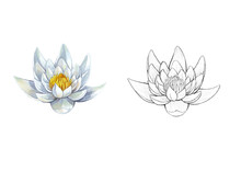White Water Lily Sketch And Color
