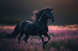 black horse running,horse on the meadow