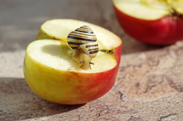 Small snail sits on a cut apple on a summer day in the garden, Common garden snail.	