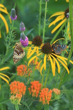 Baltimore Checkerspot (euphydryas Phaeton) Butterfly And Great Spangled Fritillary Butterfly (Speyeria Cybele) With Bush's Coneflower (echinacea Paradoxa), Orange Milkweed, And Purple Prairie Clover 