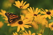 Monarch butterfly (Danaus plexippus) on sweet black eye susans (Rudbeckia subtomentosa)