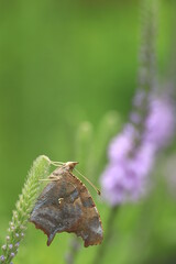 Sticker - Question mark butterfly (Polygonia interrogationis) on hoary vervain (Verbena stricta)