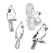 Cardinal Bird Sketch, Vector Illustration. Hand Drawn Red Cardinal Bird. Engraved Illustration. Cardinal Bird Sitting On A Branch. Hand Drawn Sketch.