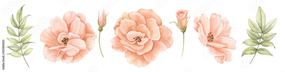 Watercolor floral set with pink peach Roses and green leaves. Hand ...