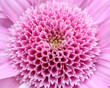 © Designpics - Close up of Pink Flower