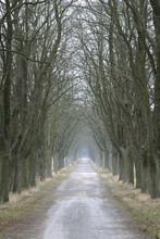 Chestnut Trees And Country Road, Hesse, Germany