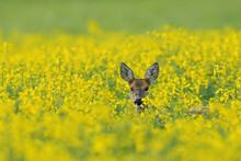 European Roe Deer In Canola Field, Hesse, Germany