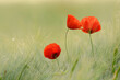 © Designpics - Red Poppies (Papaver rhoeas) in Barley Field, Hesse, Germany, Europe