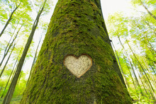 Heart Carved In European Beech (Fagus Sylvatica) Tree Trunk, Odenwald, Hesse, Germany