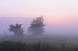 © Designpics - Trees in field on misty mornig before sunrise, Nature Reserve Moenchbruch, Moerfelden-Walldorf, Hesse, Germany, Europe